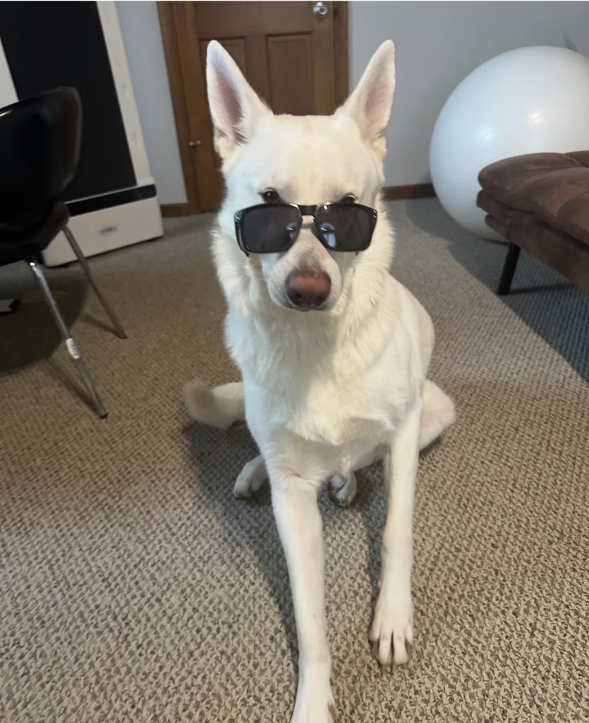 Bodhi - Paradise Cove's Pet of the Month