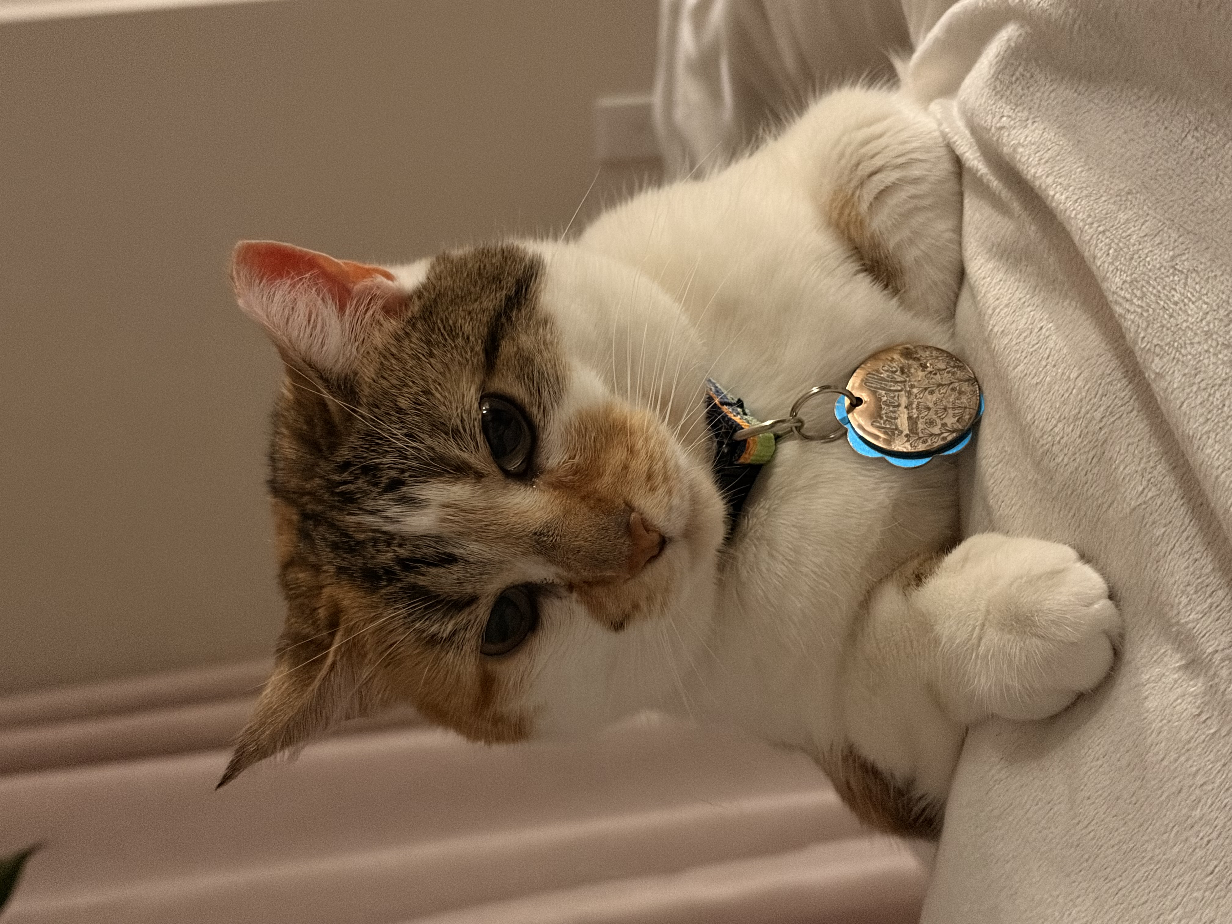 Lucille - Paradise Cove's Pet of the Month